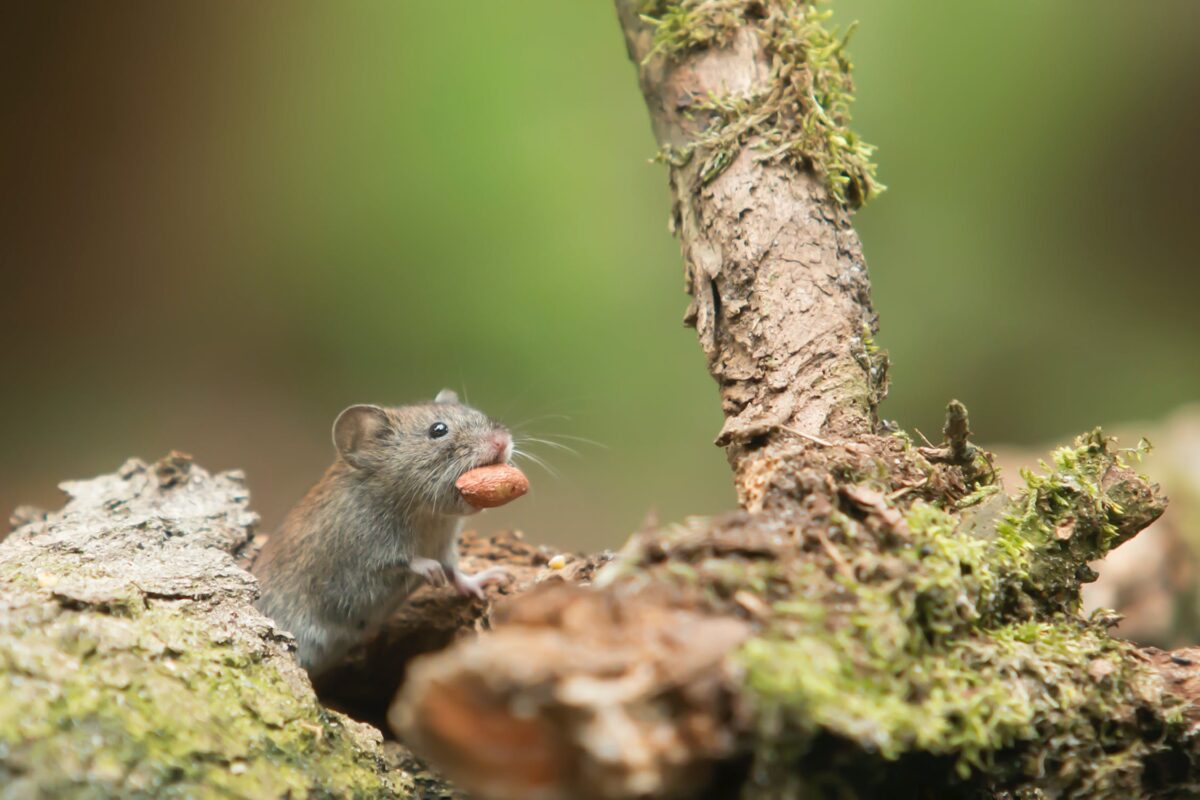 Лабораторные мыши помогают изучать атопический дерматит. Траволечение.