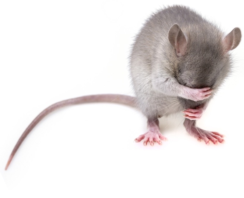Перенимающее поведение мышей. Почему мышь чешется, когда зудит не у нее.